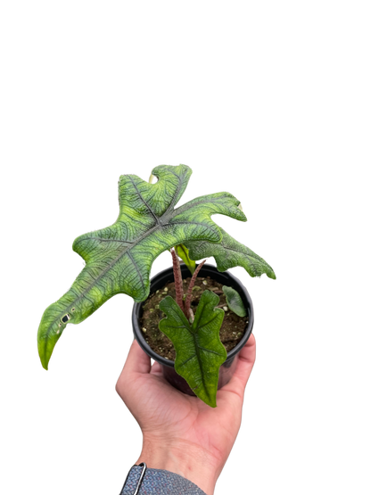 Alocasia &