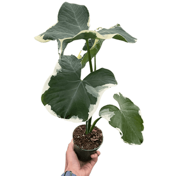 Alocasia &
