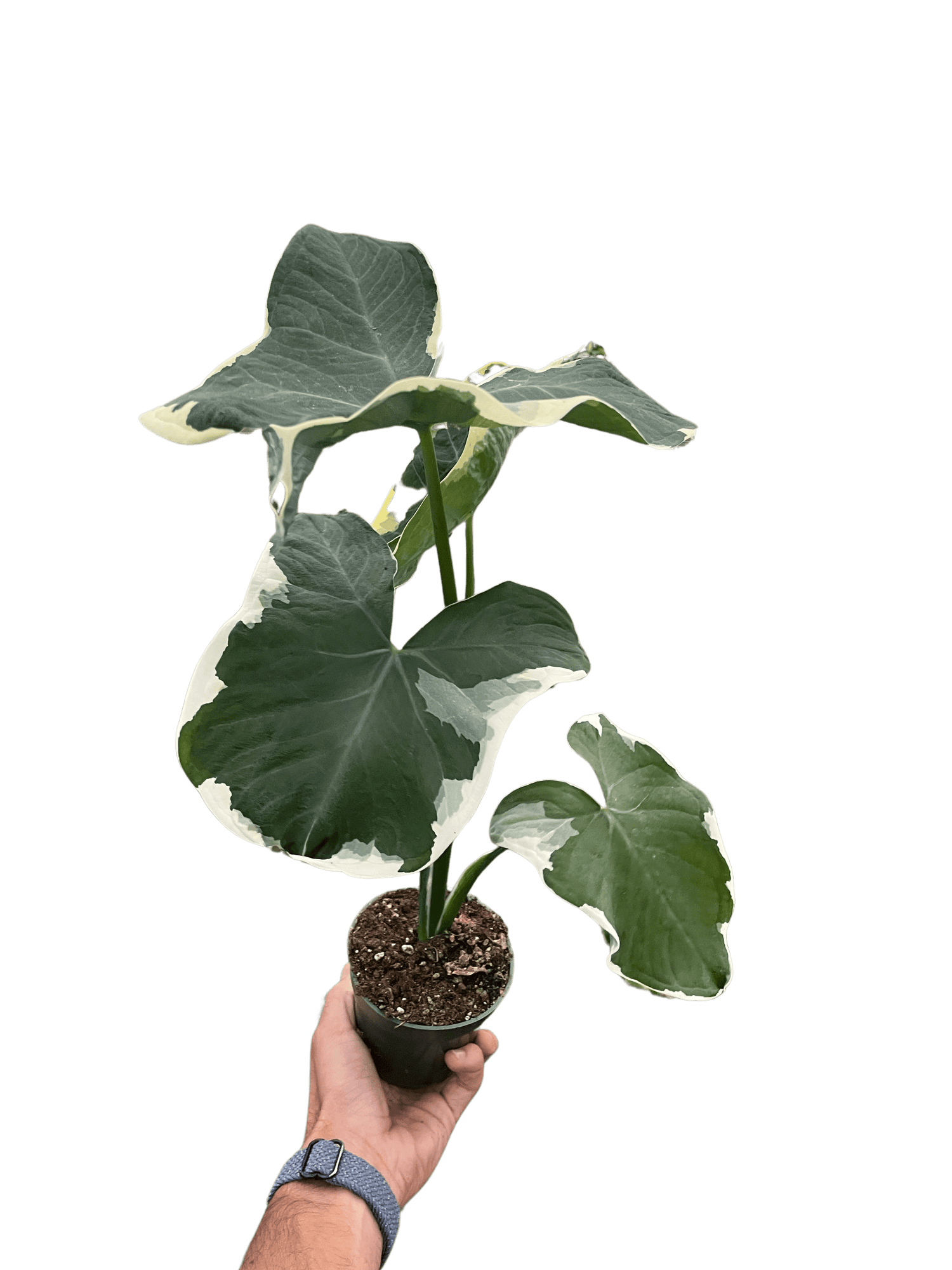 Alocasia &