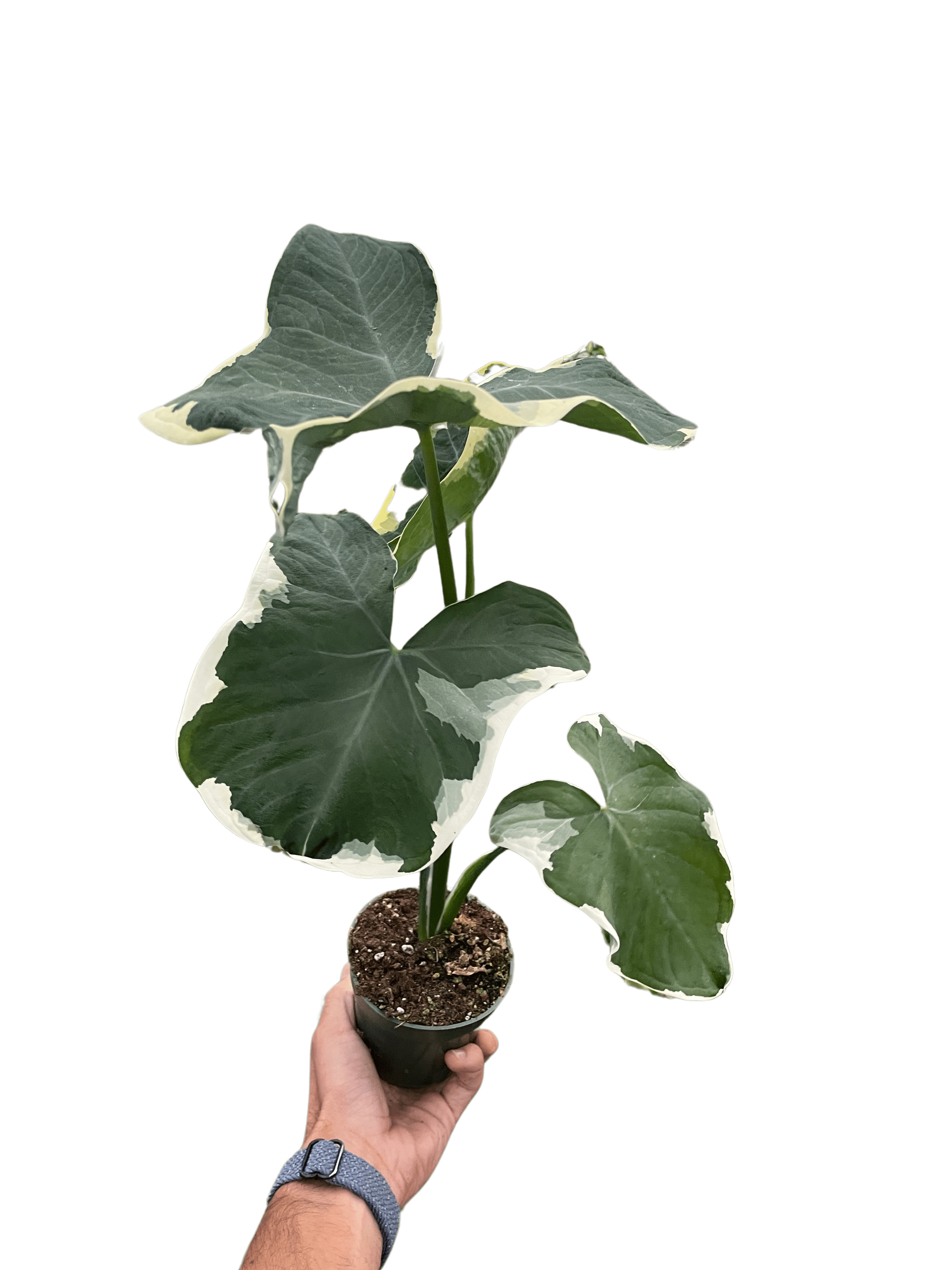 Alocasia &