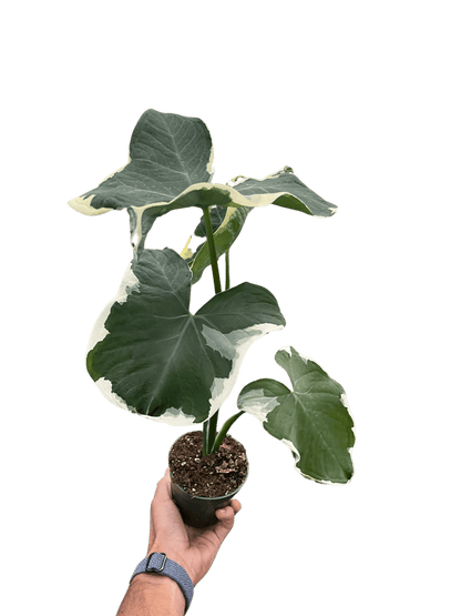 Alocasia &
