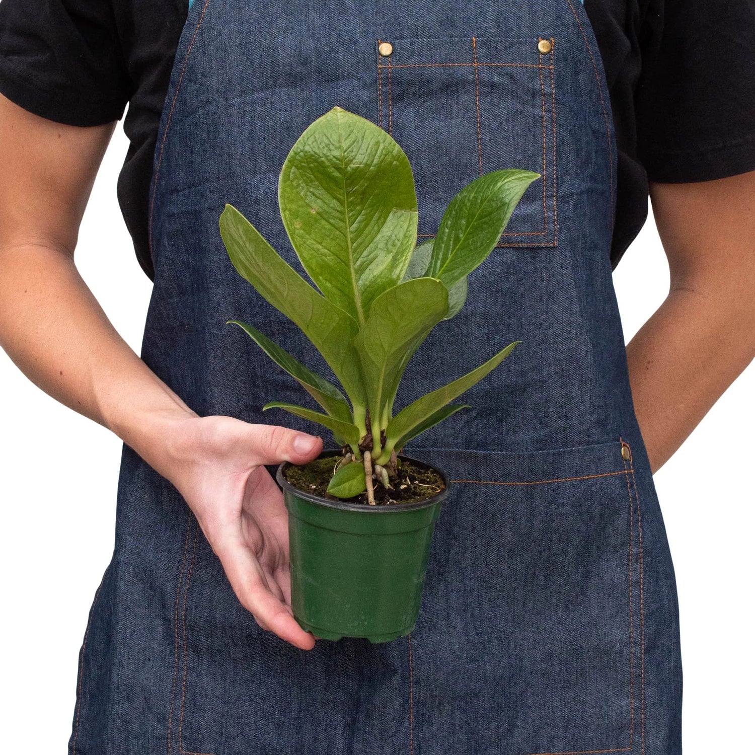 Anthurium &