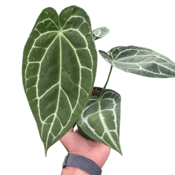 Anthurium Crystallinum - Ethereal Company