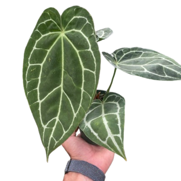 Anthurium Crystallinum