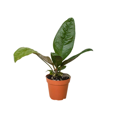 Anthurium &