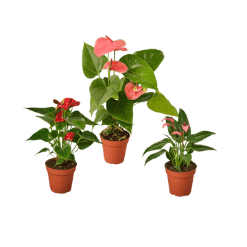 3 Anthurium Variety Pack- All Different Colors - 4&quot; Pots - Ethereal Company
