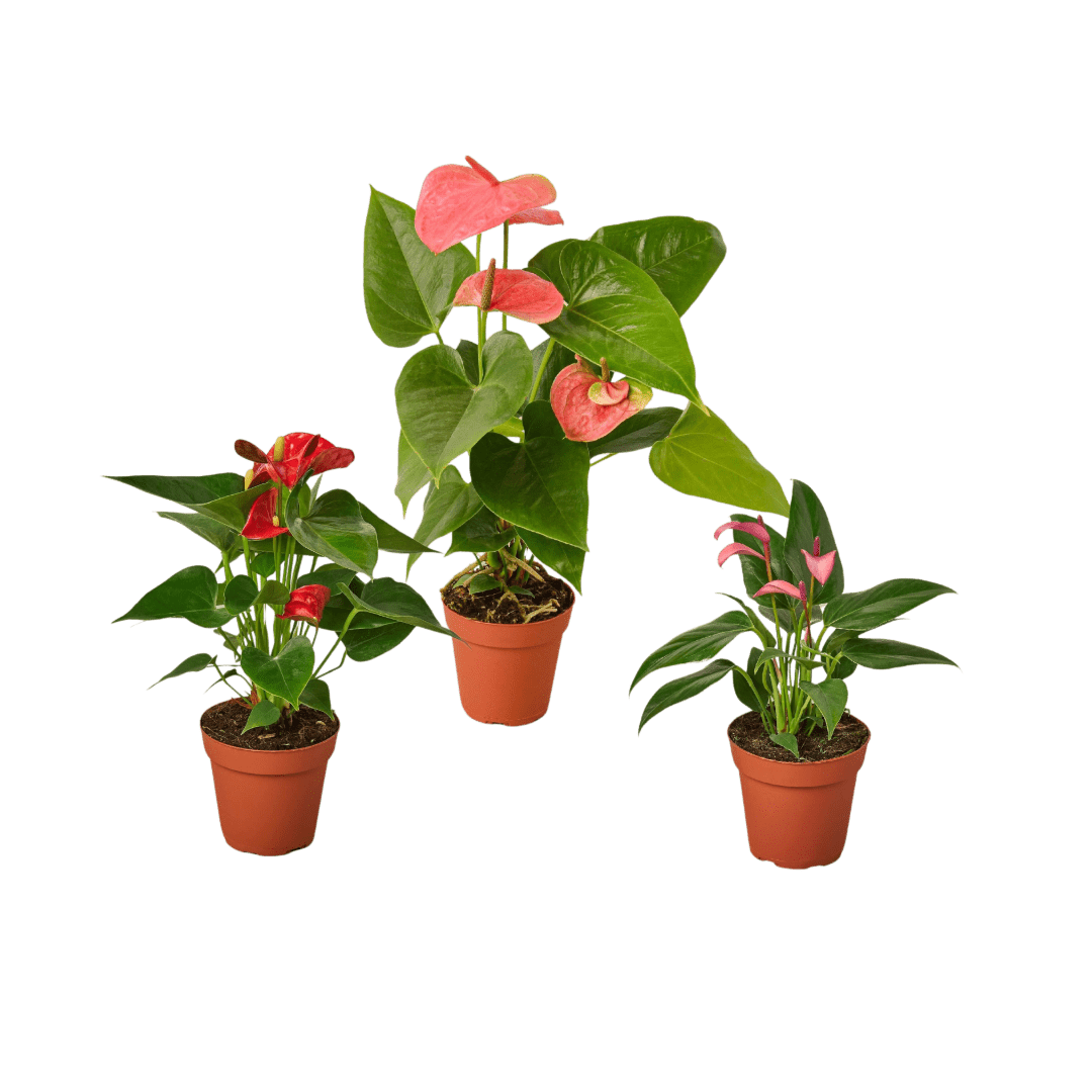 3 Anthurium Variety Pack- All Different Colors - 4&quot; Pots - Ethereal Company