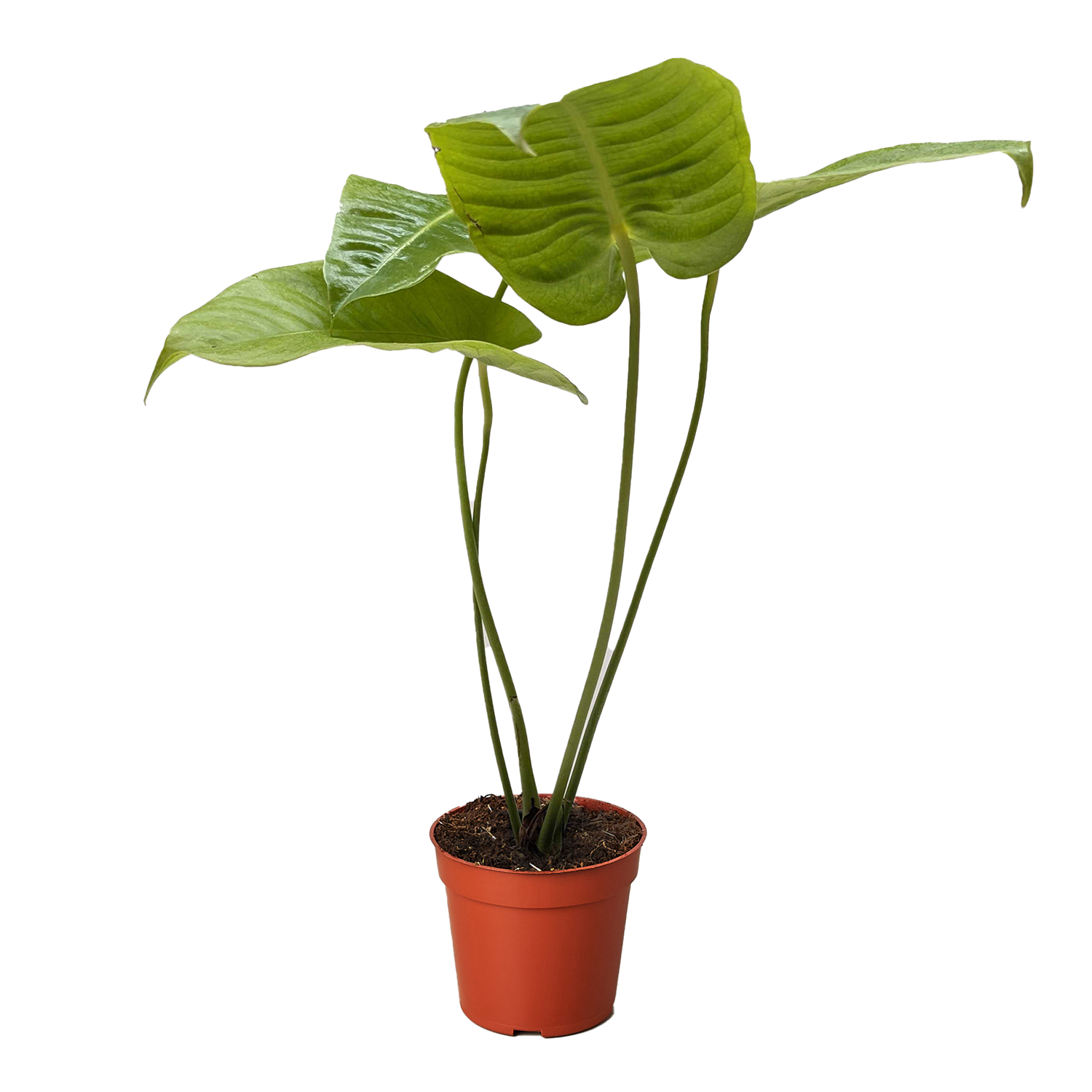 Anthurium &