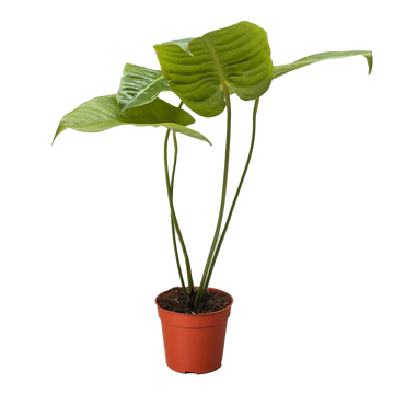 Anthurium &
