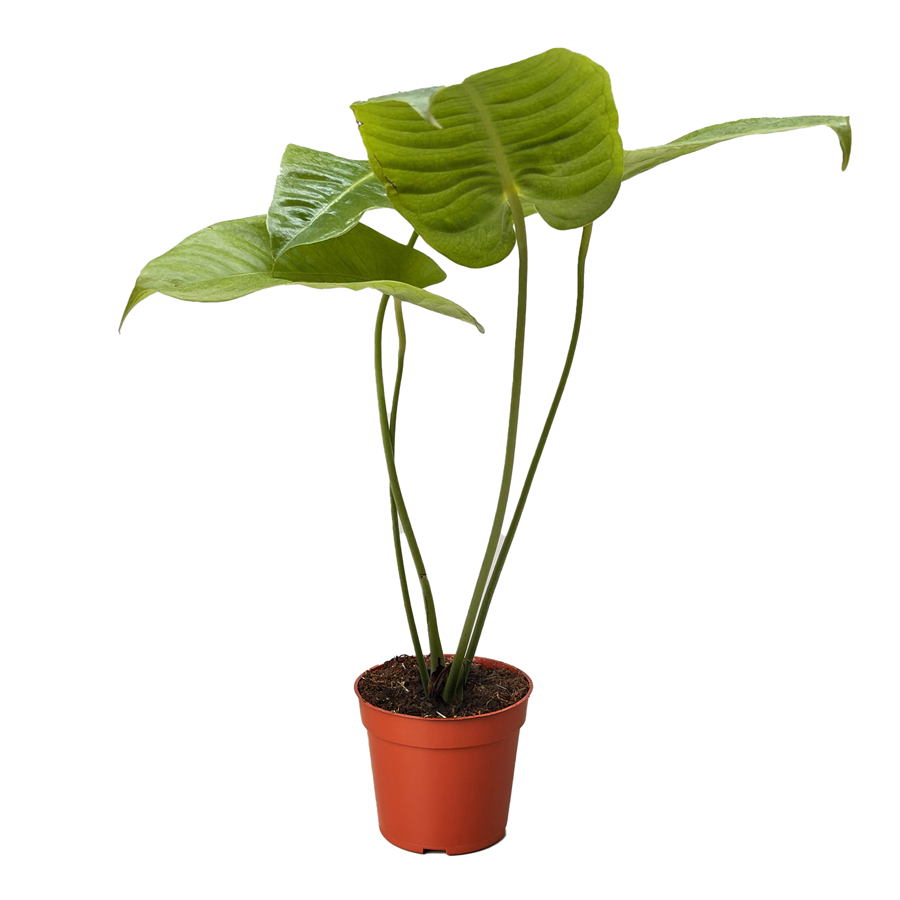 Anthurium &