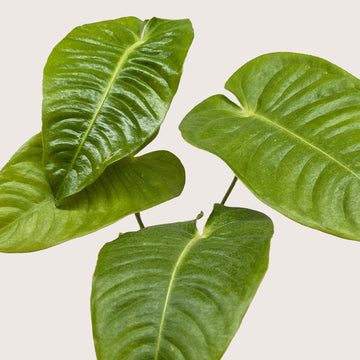 Anthurium &