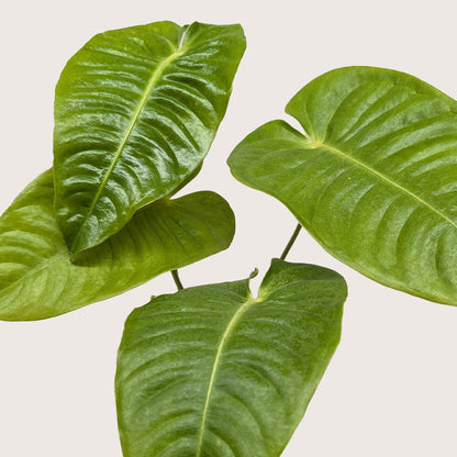 Anthurium &