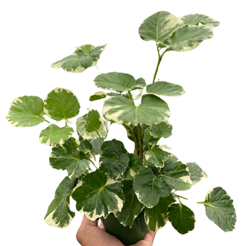 Aralia &