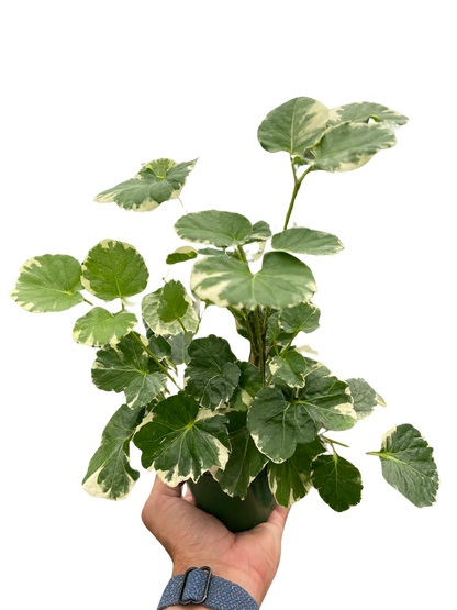 Aralia &