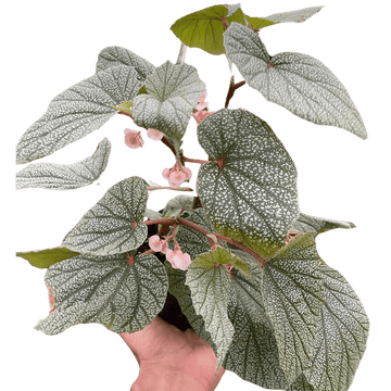 Begonia &