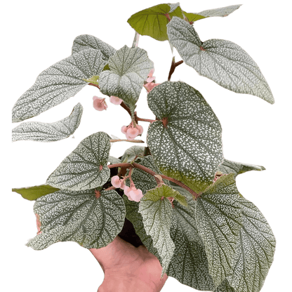Begonia &