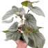 Begonia &