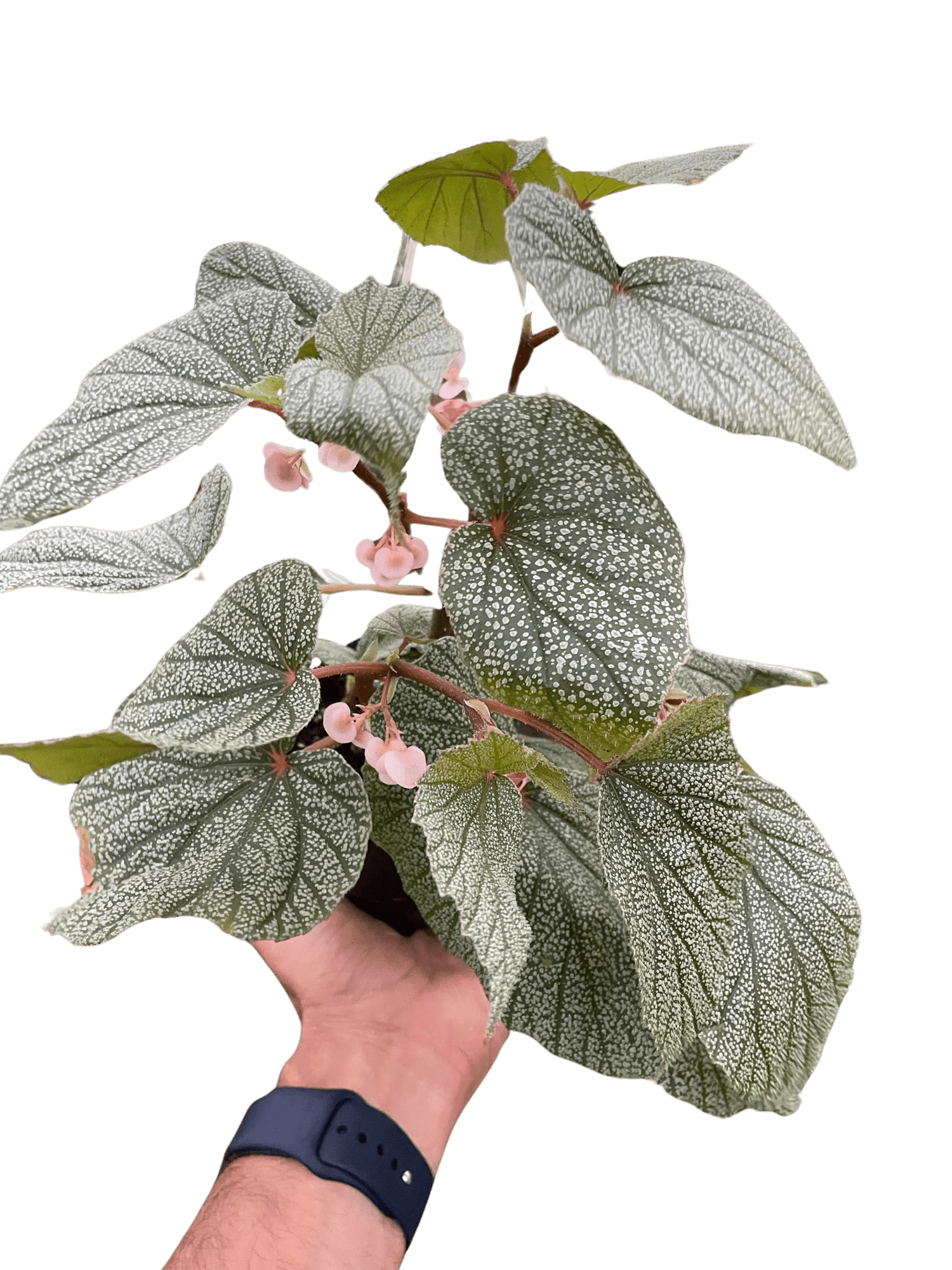 Begonia &