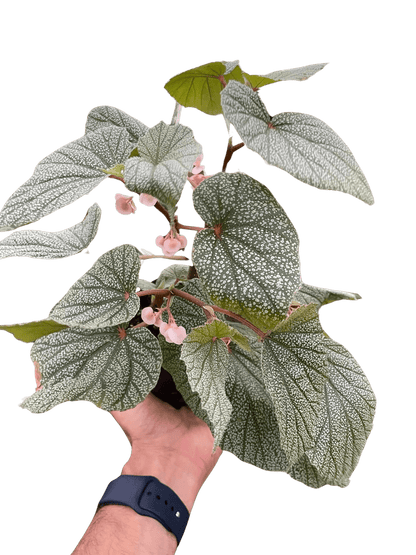 Begonia &