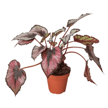 Begonia &