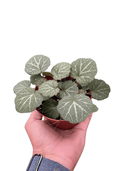 Begonia &