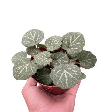 Begonia &
