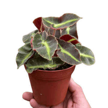 Begonia &