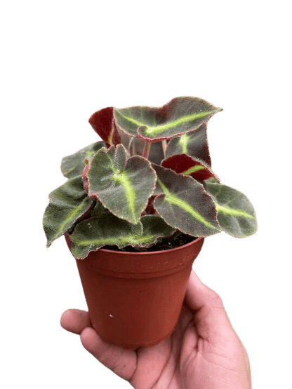 Begonia &