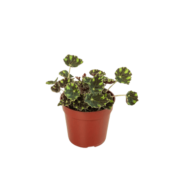 Begonia Tiger Paws - 4&quot; Pot - Ethereal Company