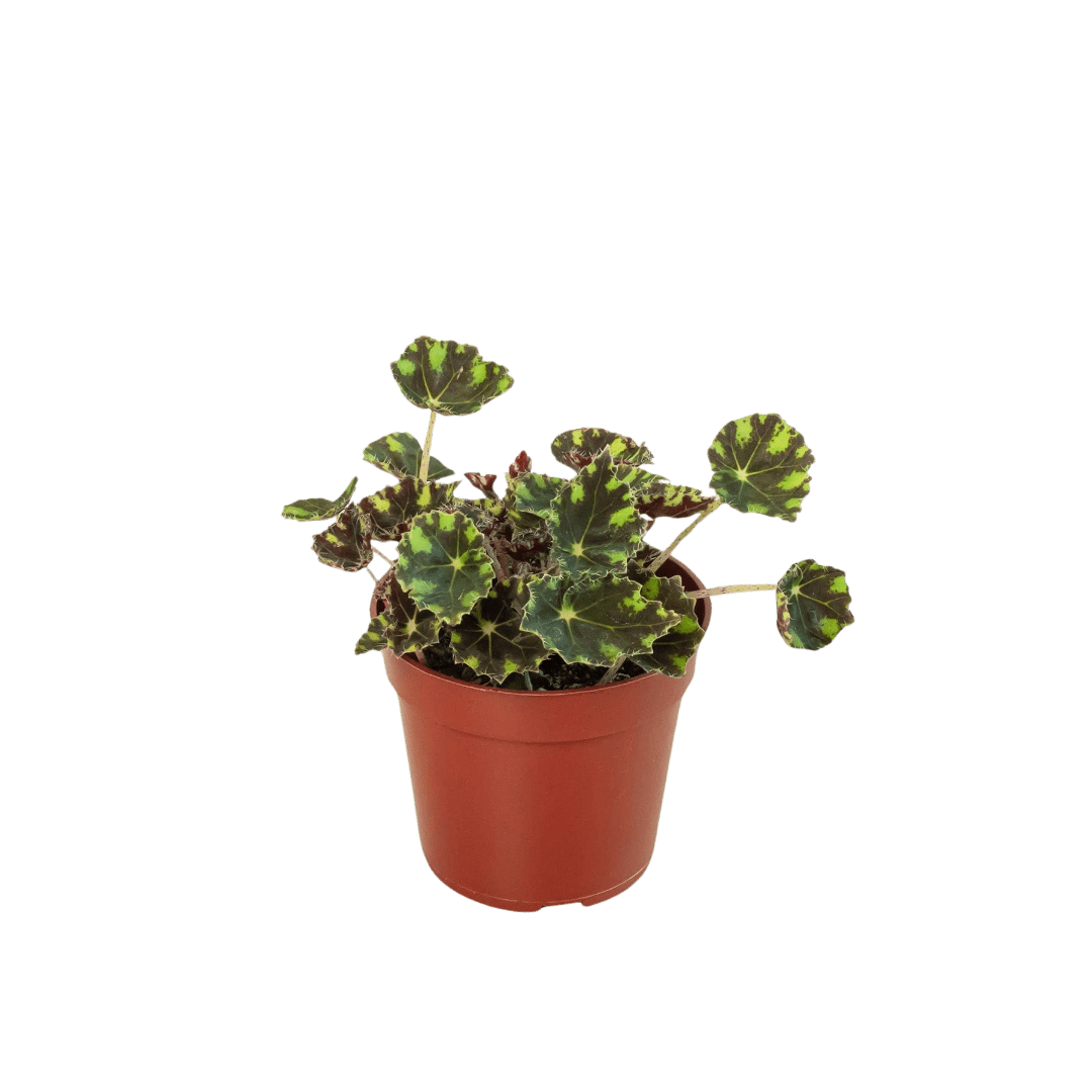 Begonia Tiger Paws - 4&quot; Pot - Ethereal Company