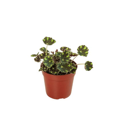 Begonia Tiger Paws - 4&quot; Pot - Ethereal Company