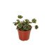 Begonia Tiger Paws - 4" Pot - Ethereal Company