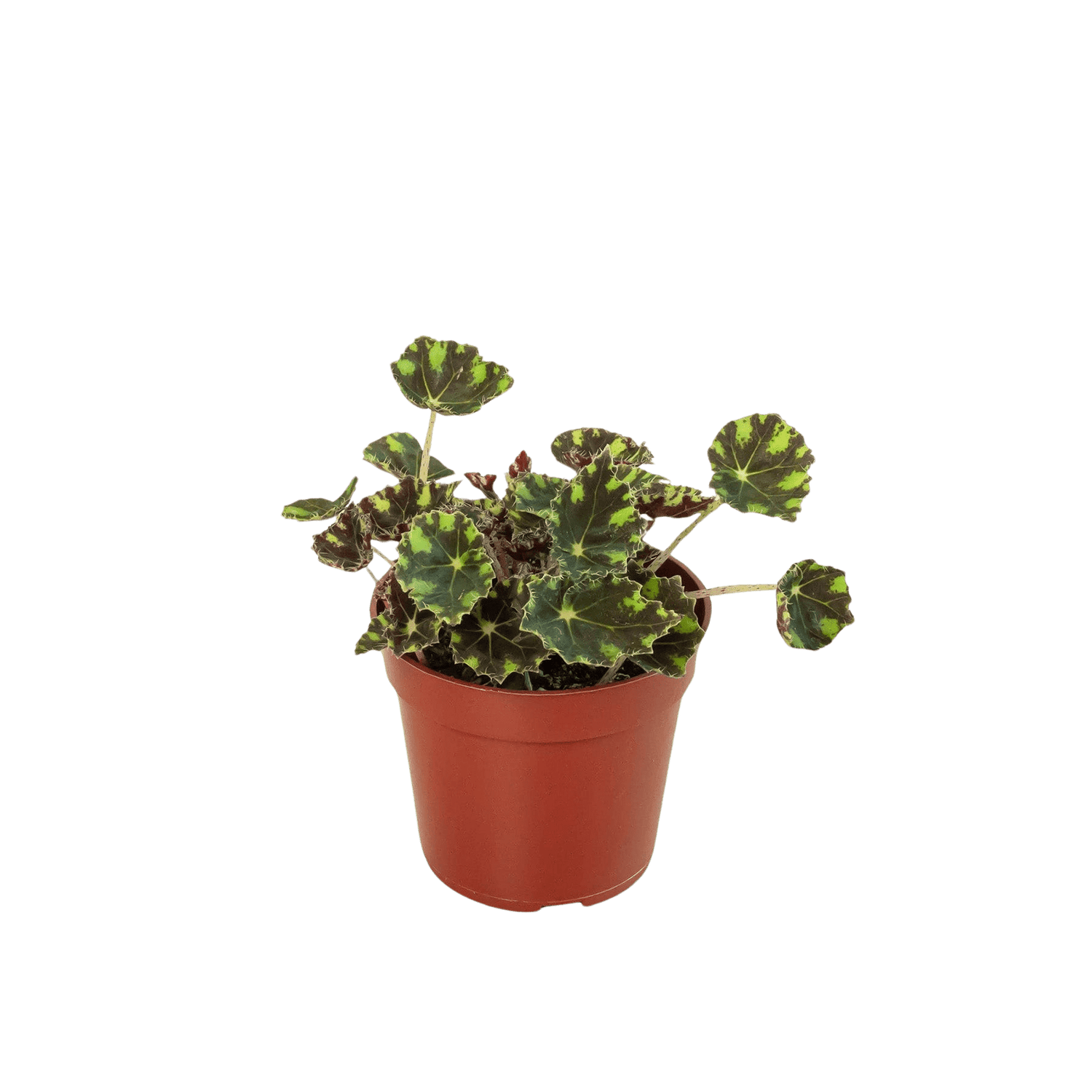 Begonia Tiger Paws - 4&quot; Pot - Ethereal Company