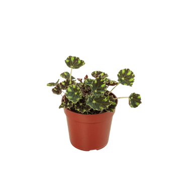 Begonia Tiger Paws - 4&quot; Pot - Ethereal Company