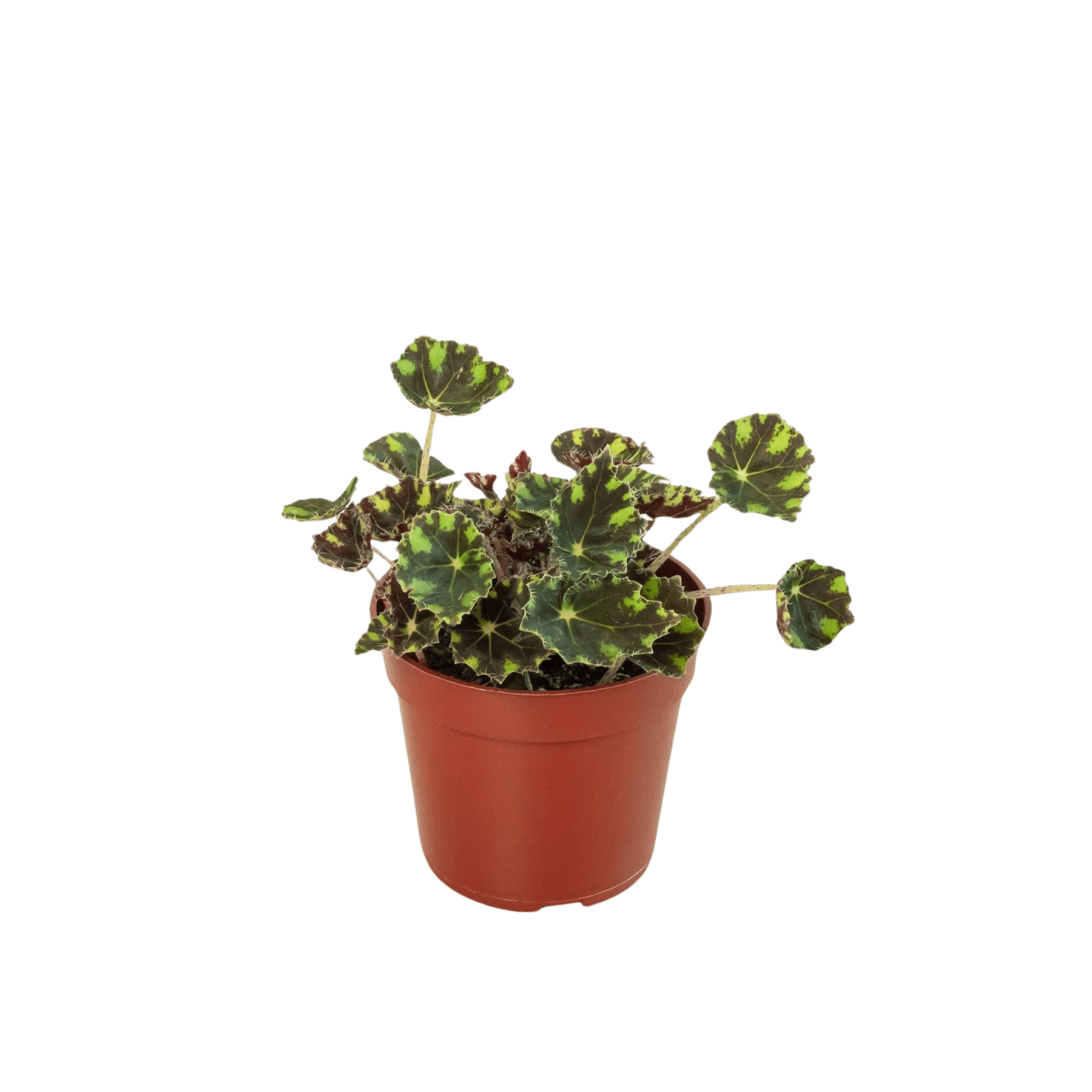 Begonia Tiger Paws - 4&quot; Pot - Ethereal Company