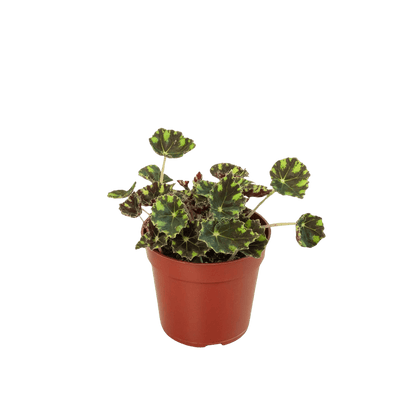 Begonia Tiger Paws - 4&quot; Pot - Ethereal Company