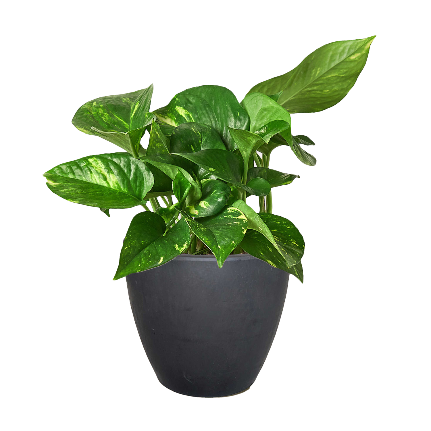 Pothos &