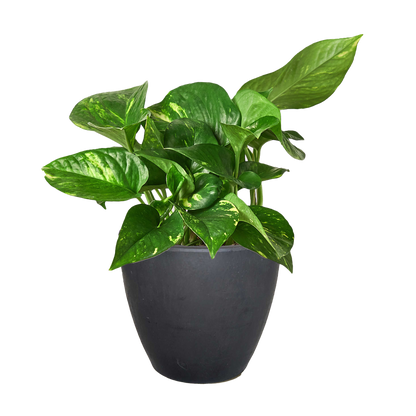 Pothos &