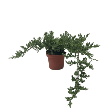 Bonsai Juniper - Ethereal Company