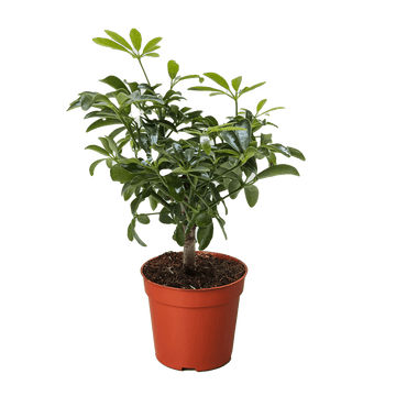Bonsai Schefflera Arboricola - Ethereal Company