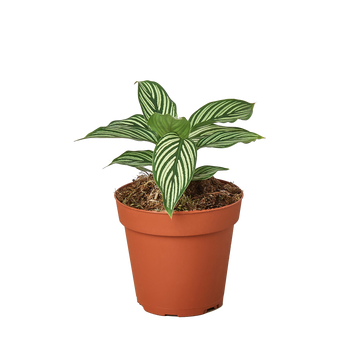 Calathea &