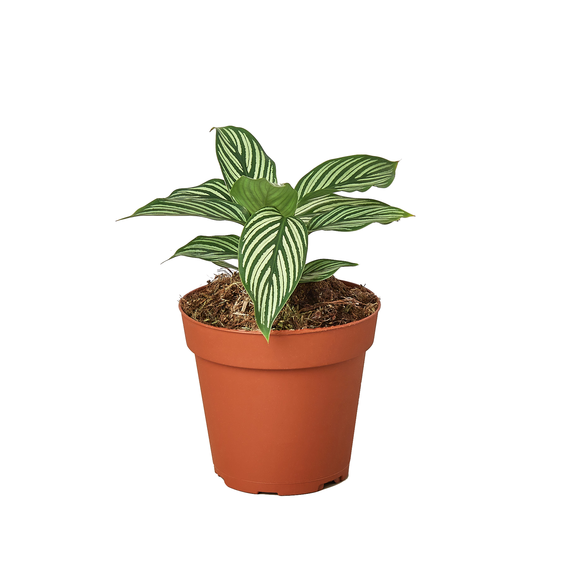 Calathea &