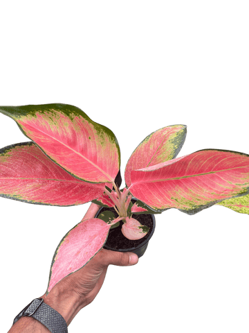 Chinese Evergreen &