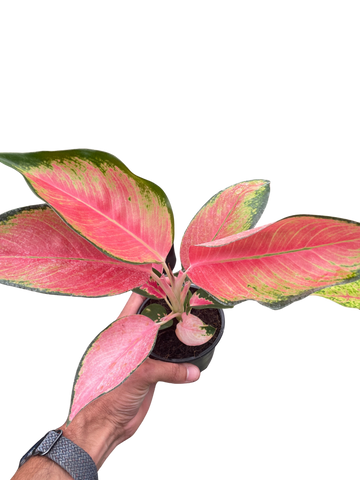 Chinese Evergreen &