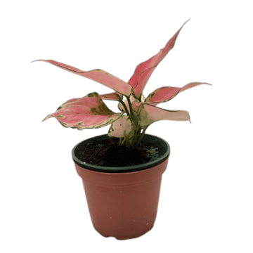 Chinese Evergreen &