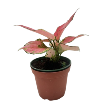 Chinese Evergreen &