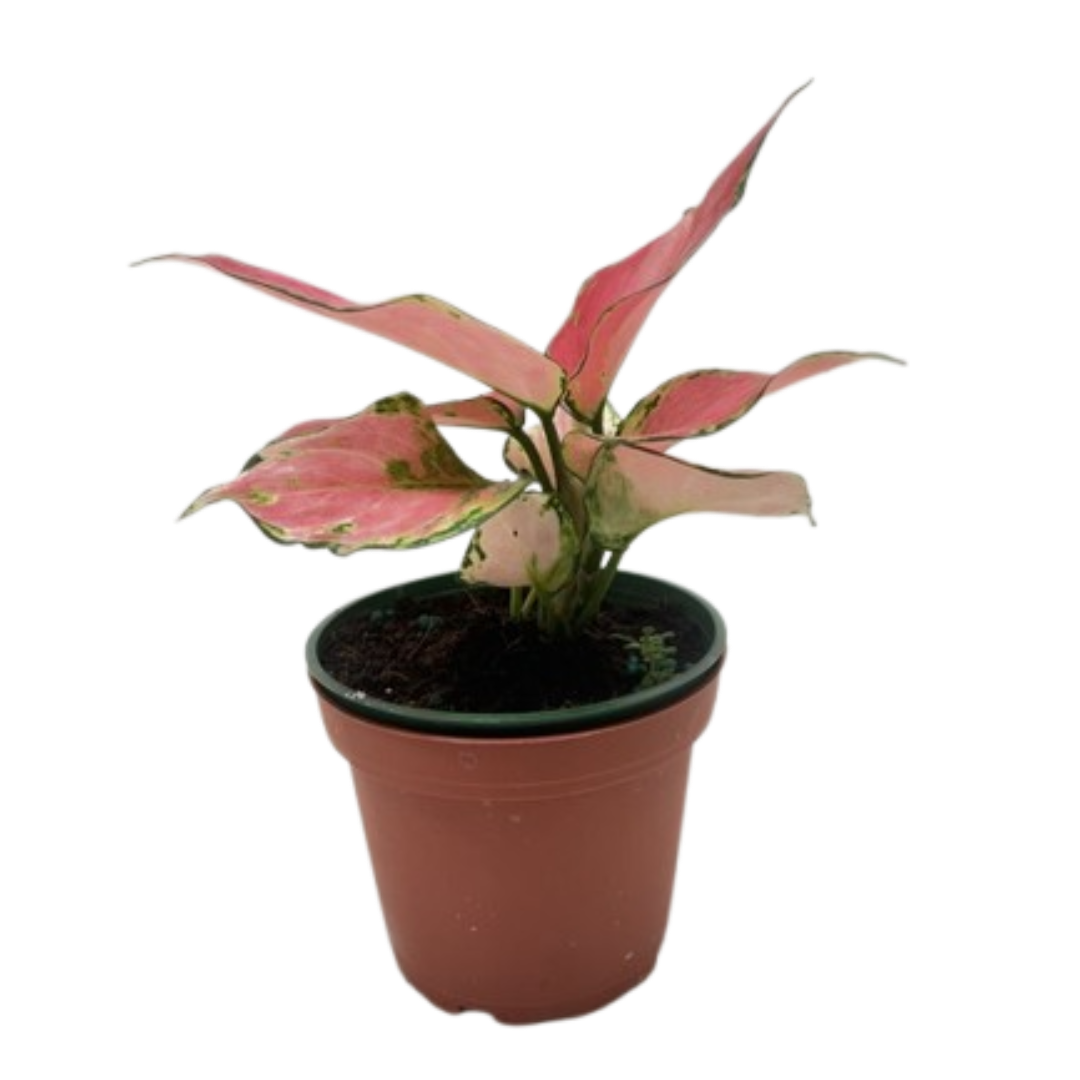 Chinese Evergreen &