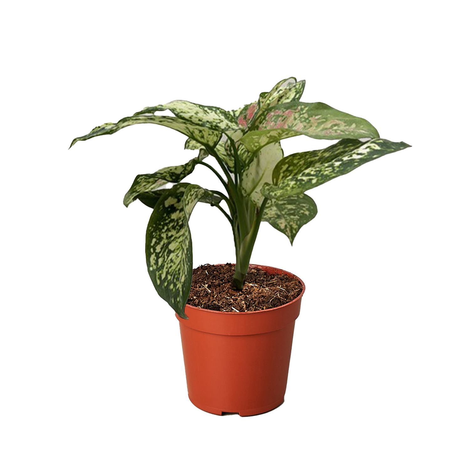Chinese Evergreen &
