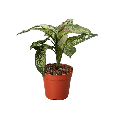 Chinese Evergreen &