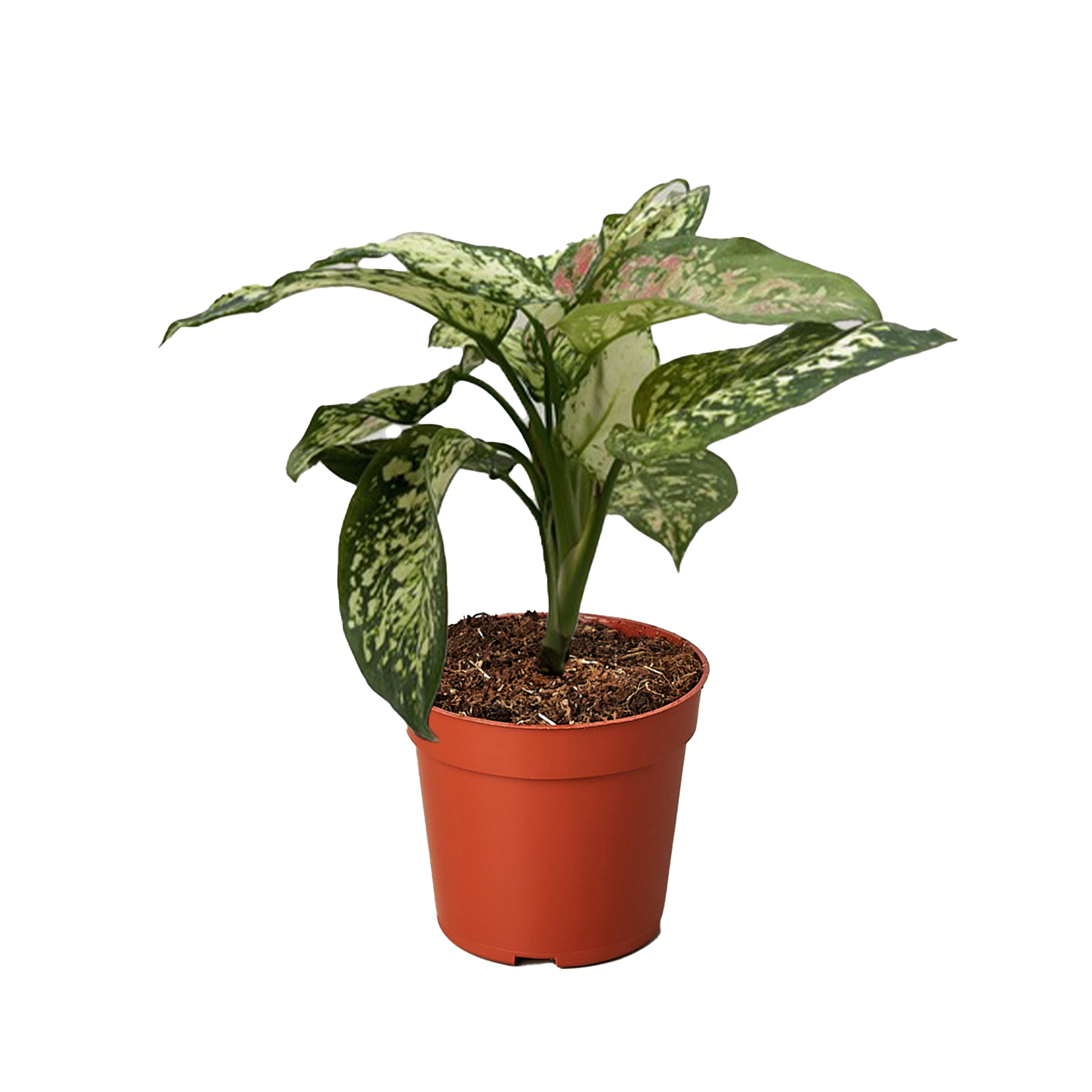Chinese Evergreen &